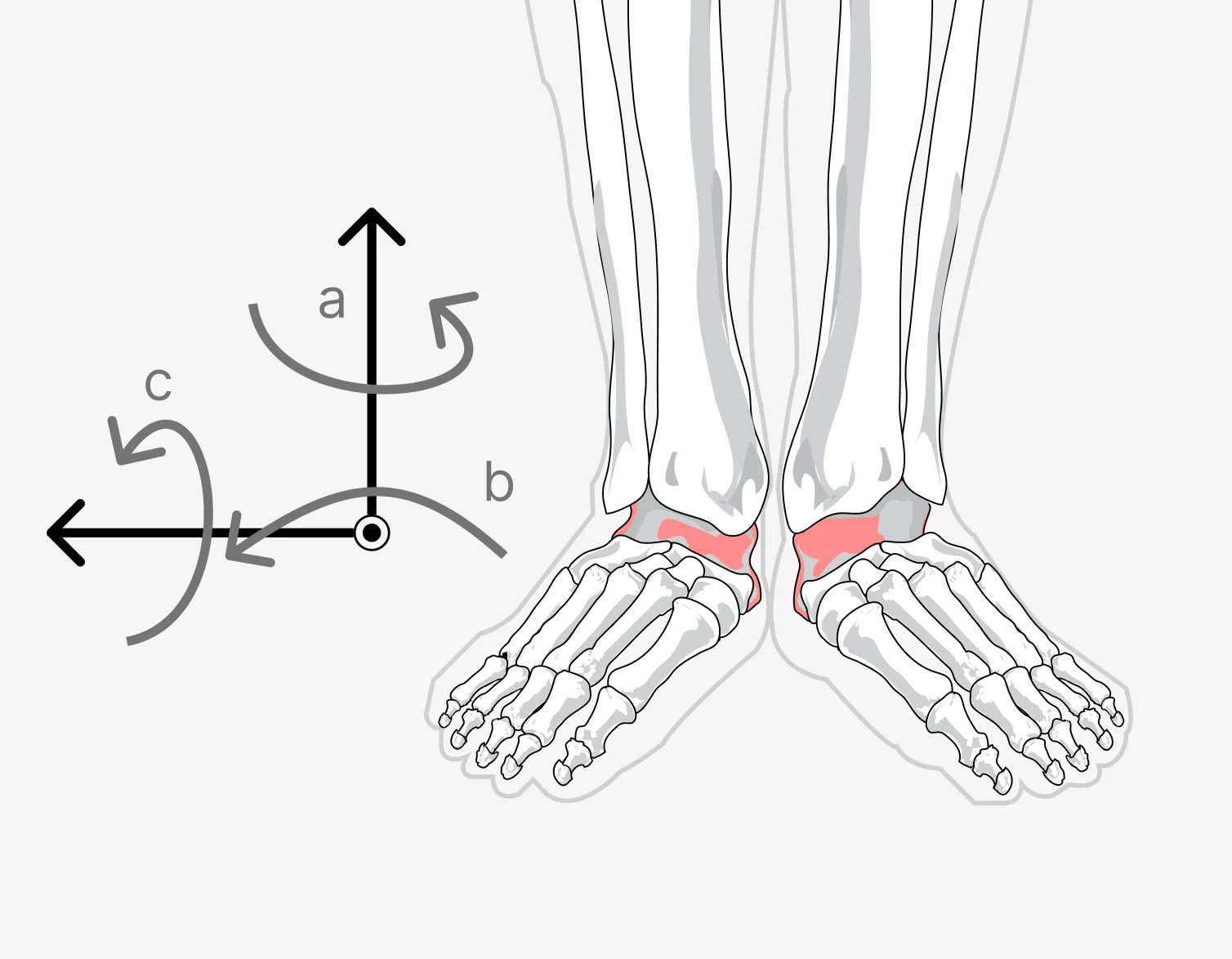 Ankle joint atlas showing three rotational axes beside two anatomical feet.