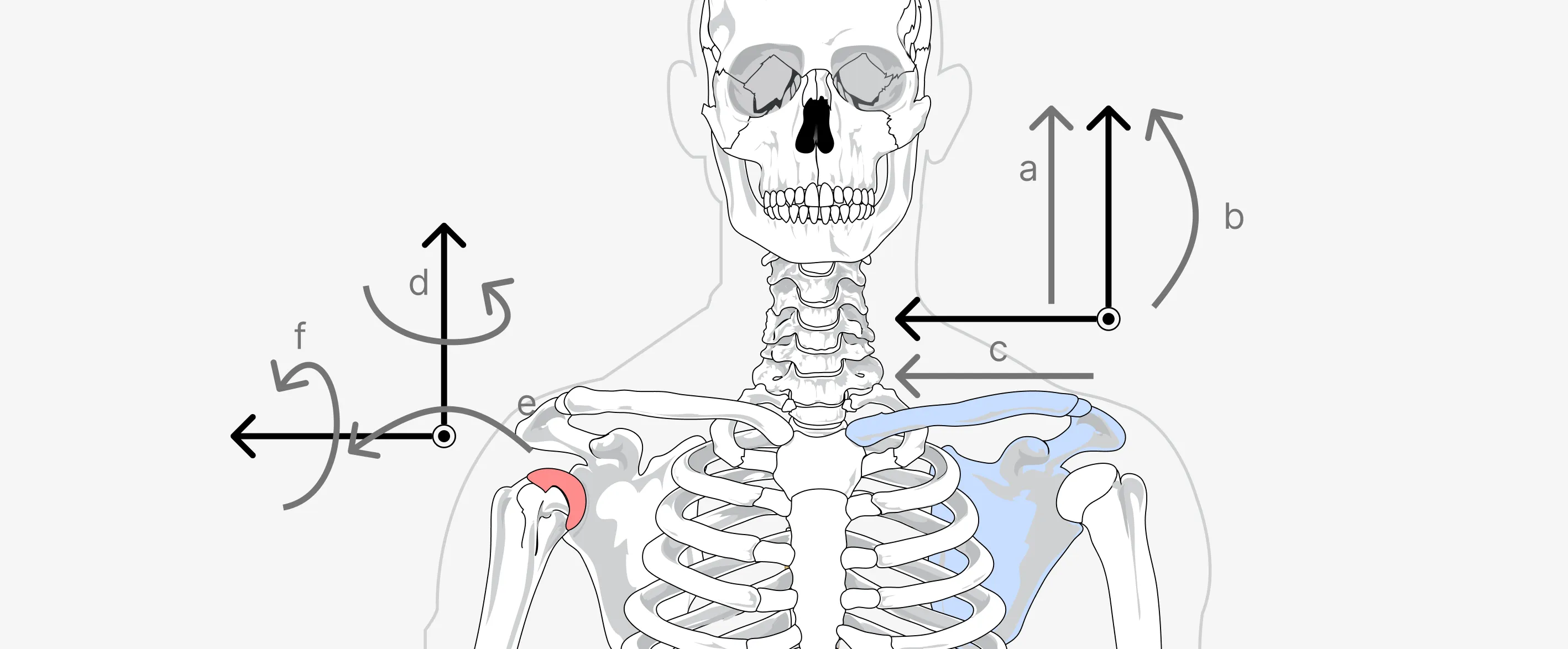 Six shoulder-complex diagrams showing scapular and glenohumeral motions and their coordinate directions